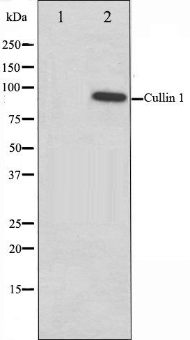 Cullin 1 antibody