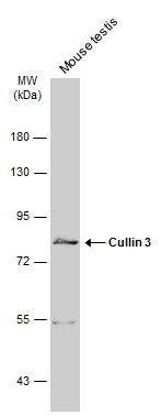 cullin 3 Antibody