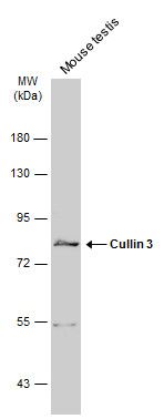 Cullin 3 Rabbit Polyclonal Antibody