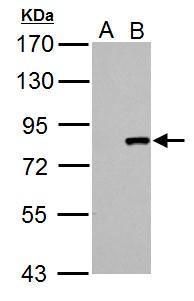 Cullin 3 Rabbit Polyclonal Antibody