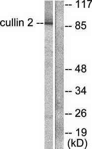 Cullin 2 antibody