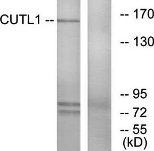 CUTL1 antibody