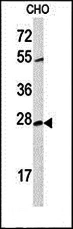CWC15 antibody