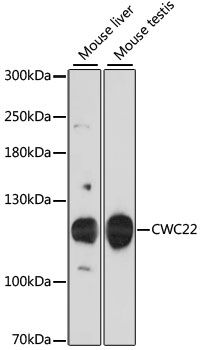 CWC22 antibody