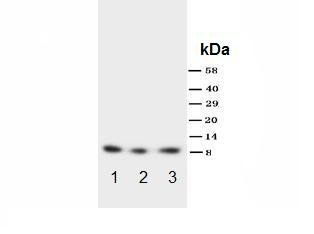 Fractalkine CX3CL1 Antibody