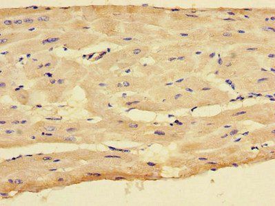CX3CR1 Antibody