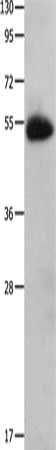 CX3CR1 antibody