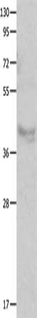 CX3CR1 antibody