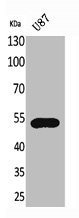 CX3CR1 antibody