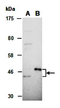 CX3CR1 antibody