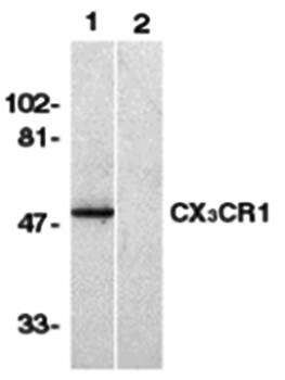 CX3CR1 Antibody