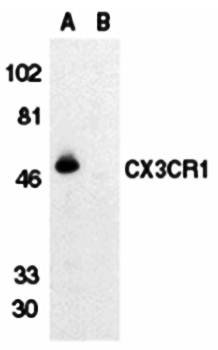 CX3CR1 Antibody