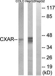 CXADR antibody