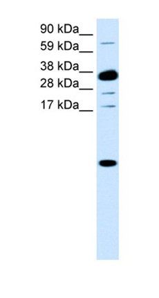 CXCL1 antibody