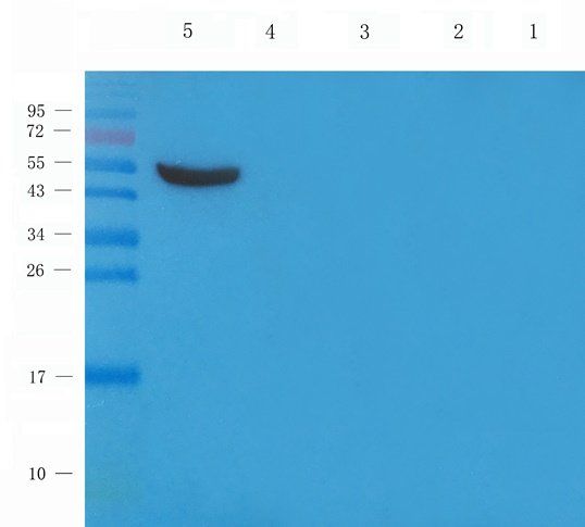 CXCL10 Rabbit Polyclonal Antibody