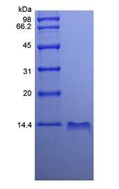 CXCL10 protein