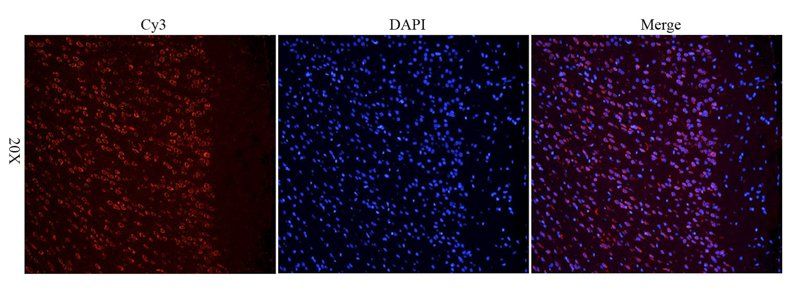 CXCL11 Rabbit Polyclonal Antibody