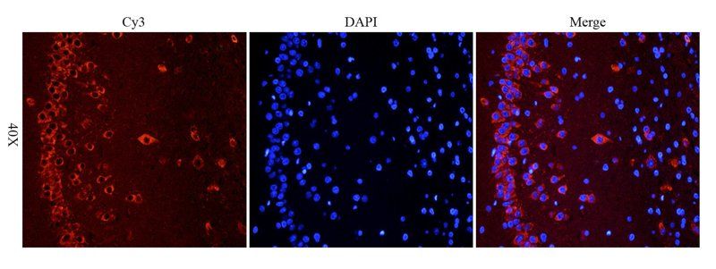 CXCL11 Rabbit Polyclonal Antibody