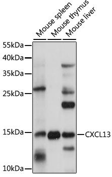 CXCL13 antibody