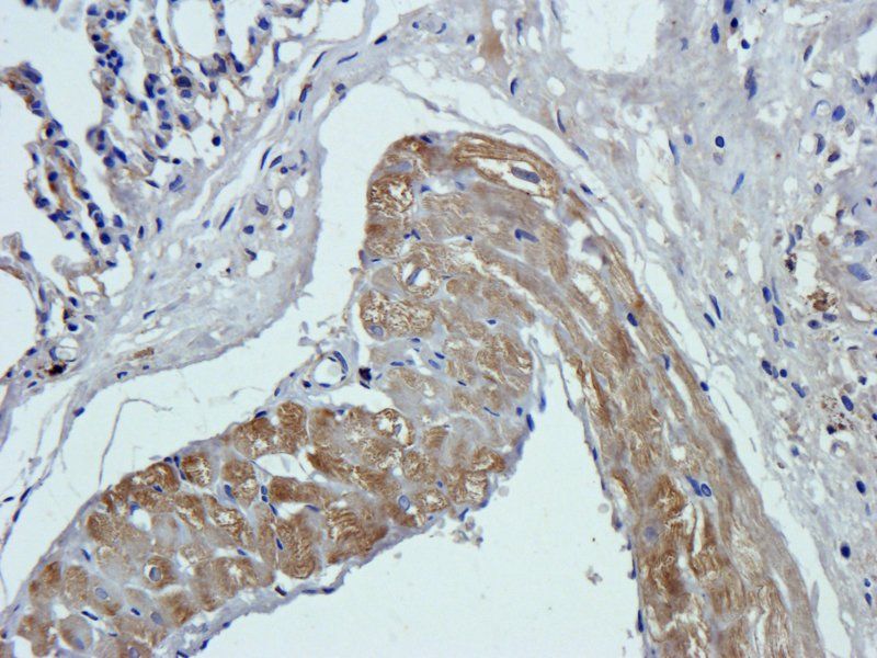 CXCL13 Rabbit Polyclonal Antibody