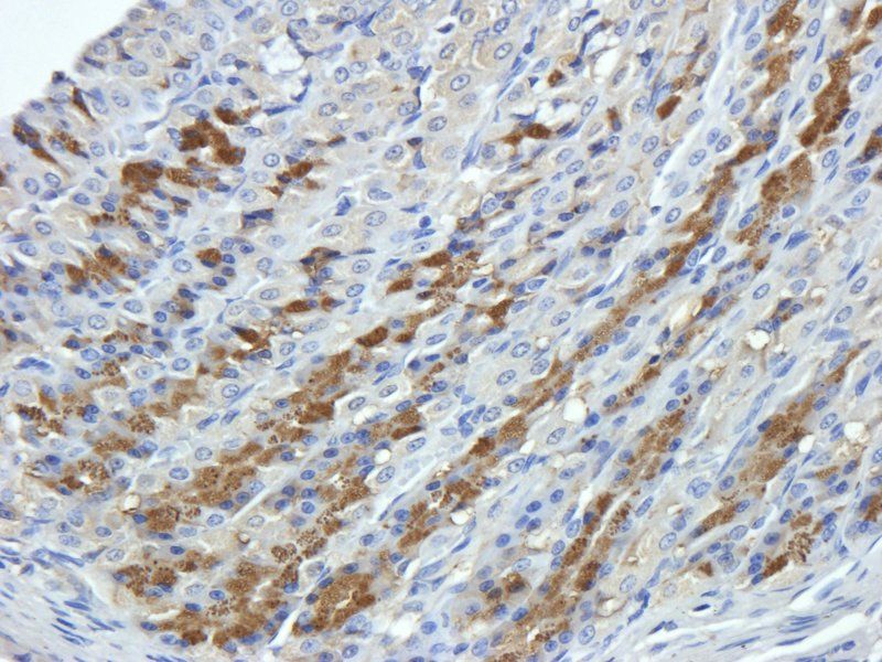 CXCL13 antibody