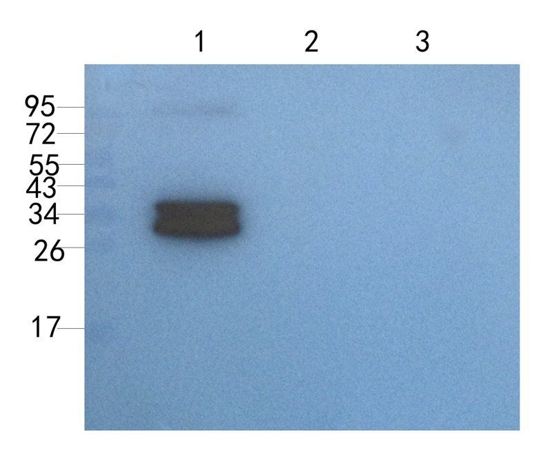 CXCL13 antibody