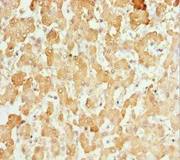 CXCL14 antibody