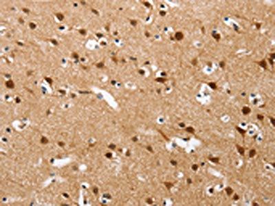 CXCL14 Antibody