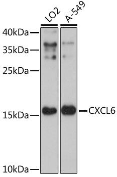 CXCL6 antibody
