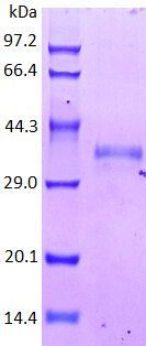 CXCL9-M protein