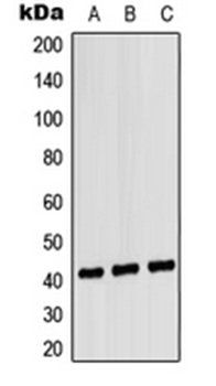 CXCR1 antibody