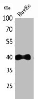 CXCR2 antibody