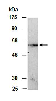 CXCR2 (N) Antibody, Rabbit Polyclonal