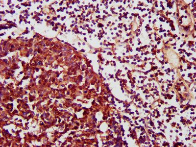 CXCR3 Antibody