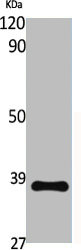 CXCR3 antibody