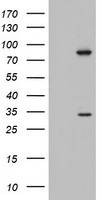 CXCR4 antibody