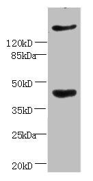 CXCR4 antibody