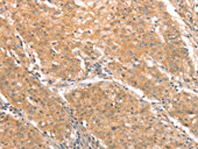 CXCR4 Antibody