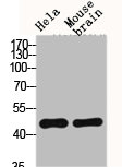 CXCR4 Antibody