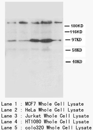 Anti-CXCR4 Antibody