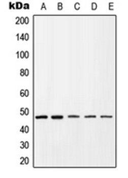 CXCR4 (phospho-S339) antibody