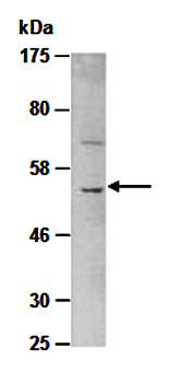 CXCR4 (N) Antibody, Rabbit Polyclonal