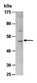 CXCR4 antibody