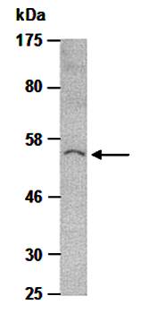 CXCR4 (C) Antibody, Rabbit Polyclonal