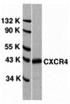 CXCR4 Antibody