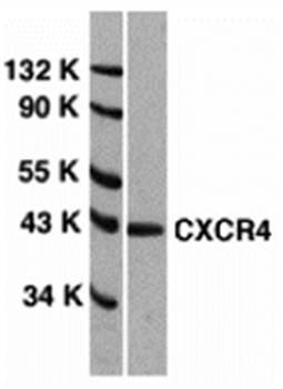 CXCR4 Antibody