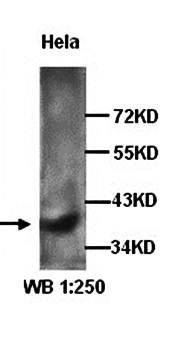 CXCR4 antibody