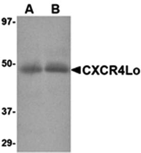 CXCR4-Lo Antibody