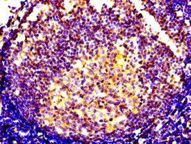 CXCR5 Antibody