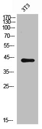 CXCR5 antibody